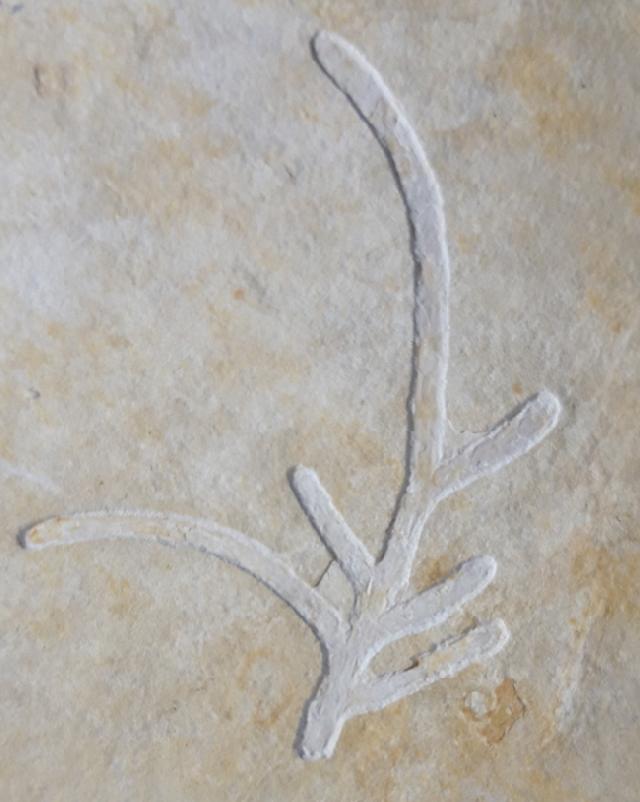 Brachyphyllum nepos SAPORTA 1884 - Bild &copy; FossNet FossilienStore